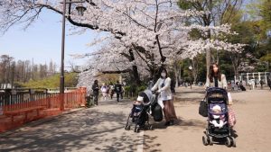 Visitors push baby strollers through Inokashira Park in Tokyo, Japan.