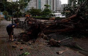 A man looks at fallen trees following Super Typhoon Saola, in Hong Kong, China September 2, 2023. REUTERS/Tyrone Siu Acquire Licensing Rights