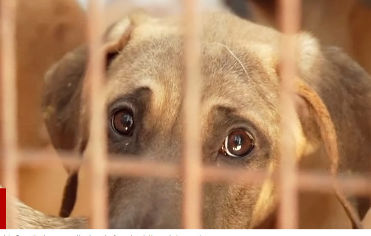 South Korea passes law banning dog meat trade